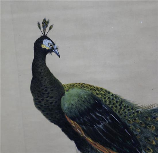 Two Chinese scroll paintings of peacocks, late Qing dynasty,